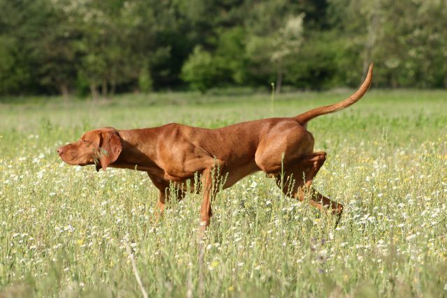 Ceci est une image de chien